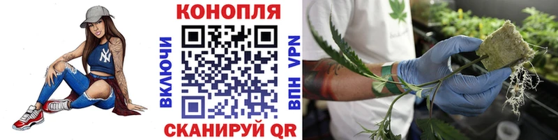 Бошки Шишки конопля  Беслан 
